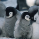 I mean, just LOOK at these adorable little fuckers.